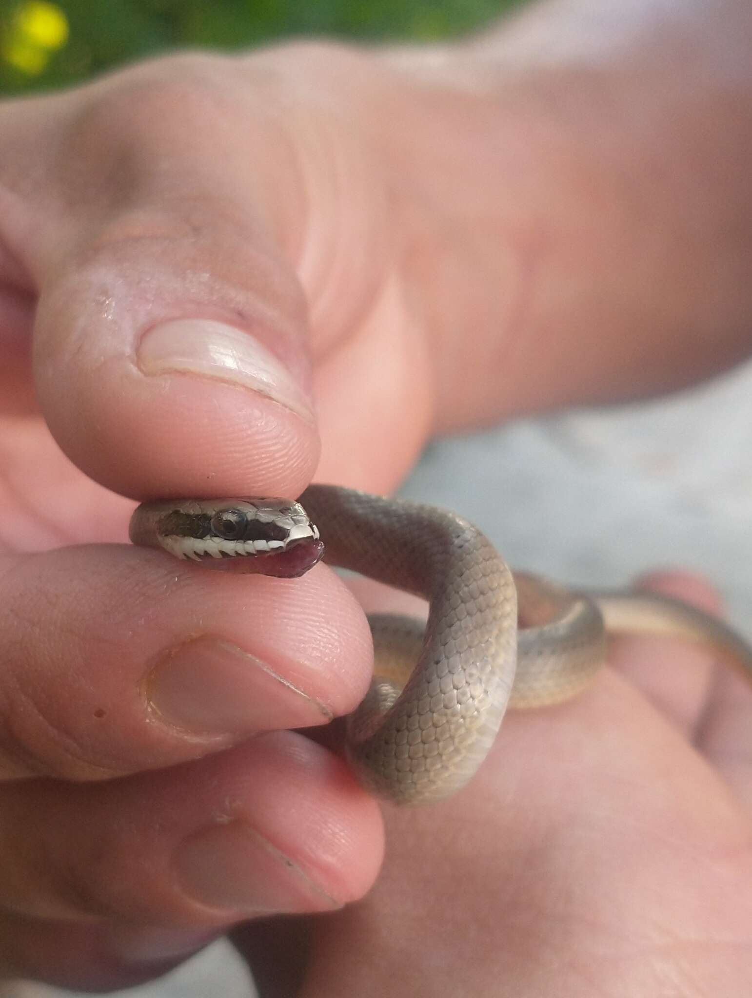 Image of Conophis lineatus concolor Cope 1867