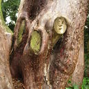 Image of Guadeloupe cypress