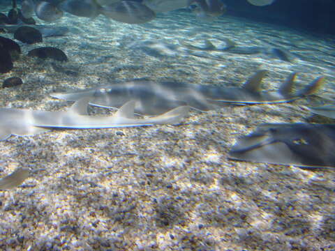 Image of Common Guitarfish