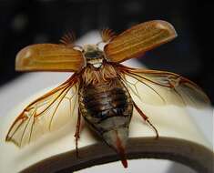 Image of Common cockchafer