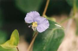 Image of Blousel Blommetjie