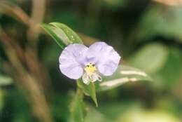 Image of Blousel Blommetjie