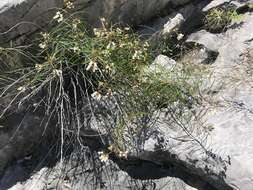 Image of Asclepias coulteri A. Gray