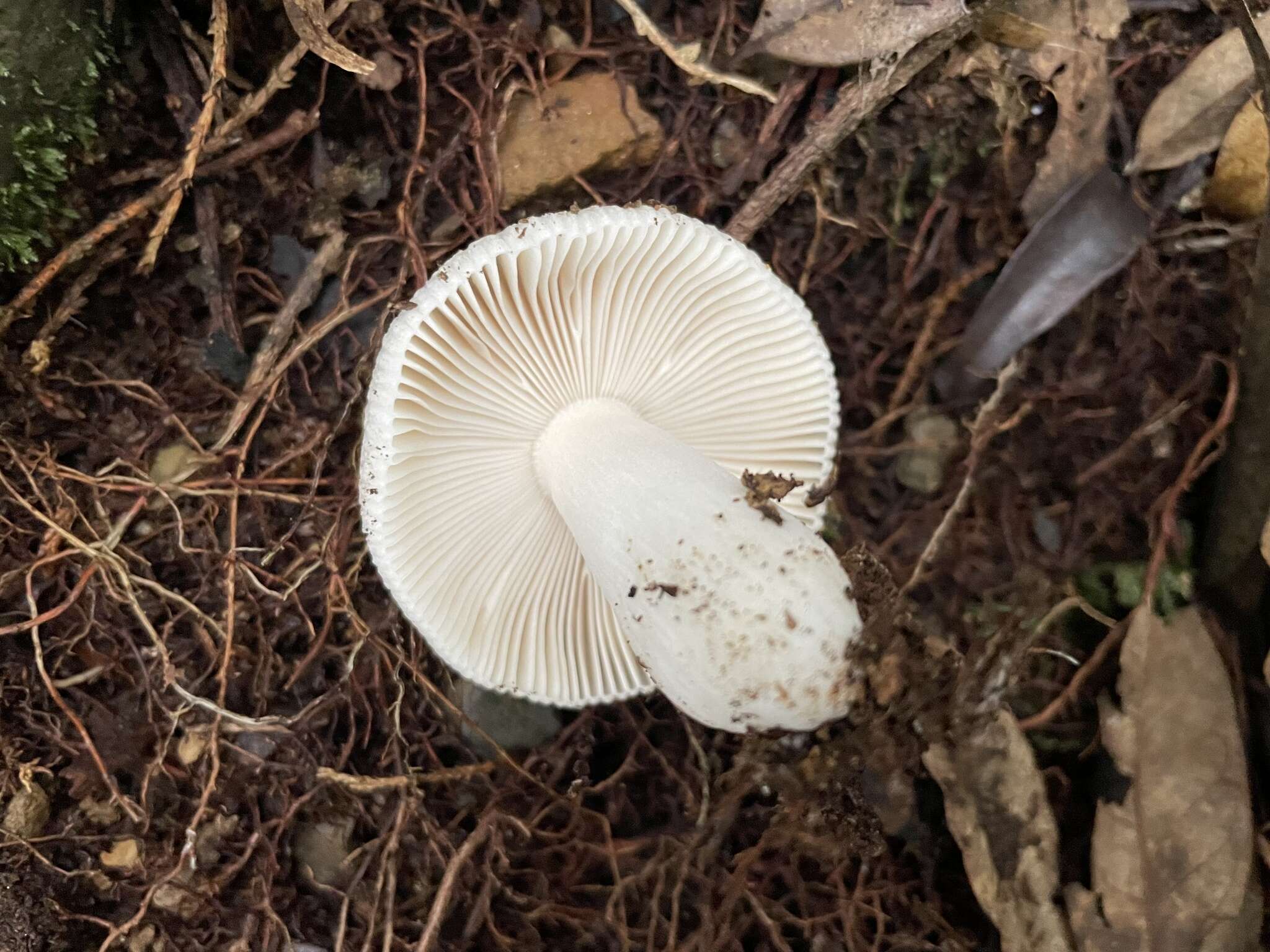 Image of Russula alboareolata Hongo 1979