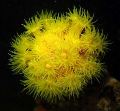 Image of Orange Cup Coral