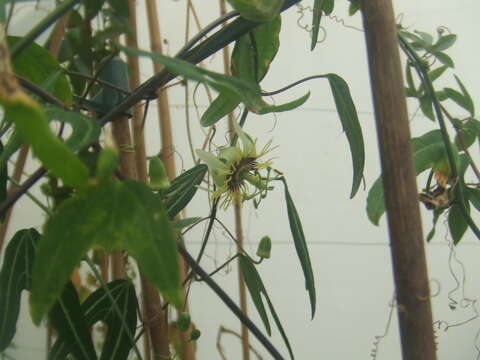 Image of Passiflora xishuangbannaensis Krosnick