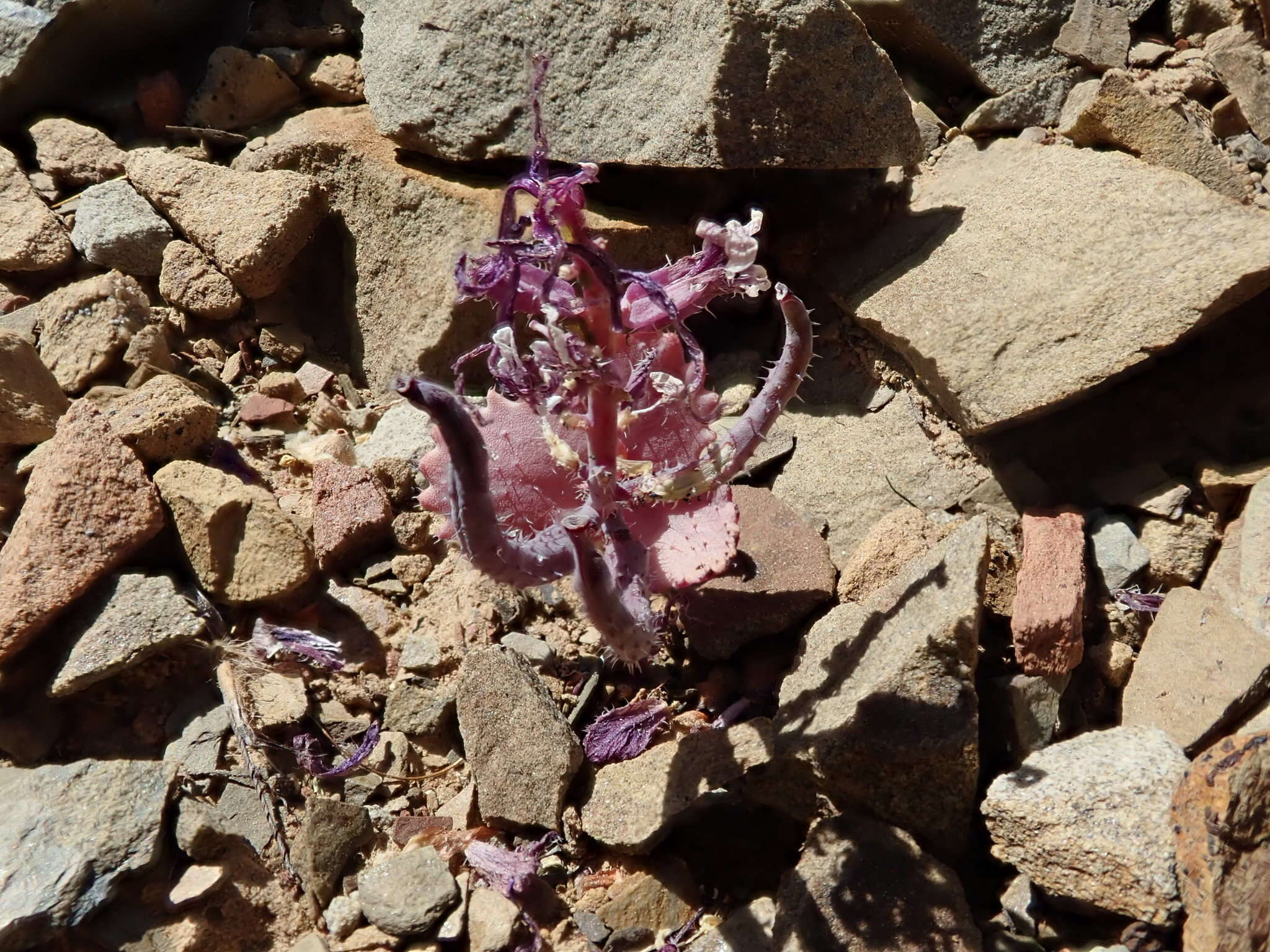 Image of Mt. Hamilton jewelflower