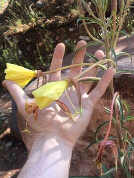 Image of longstem evening primrose