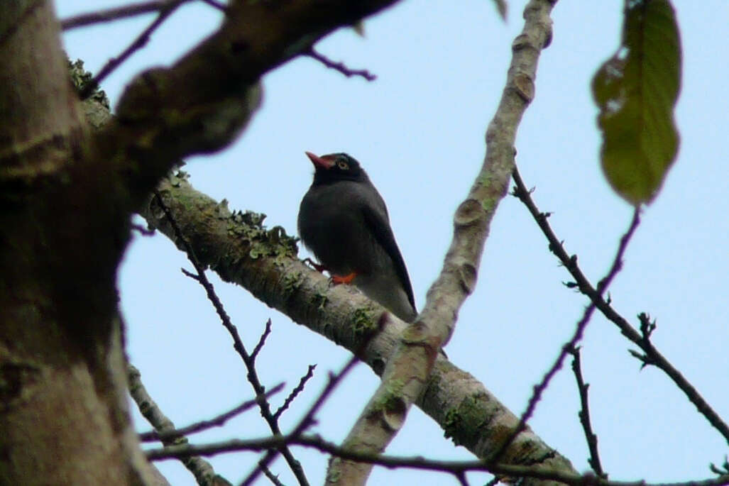 Image de Bagadais à front roux