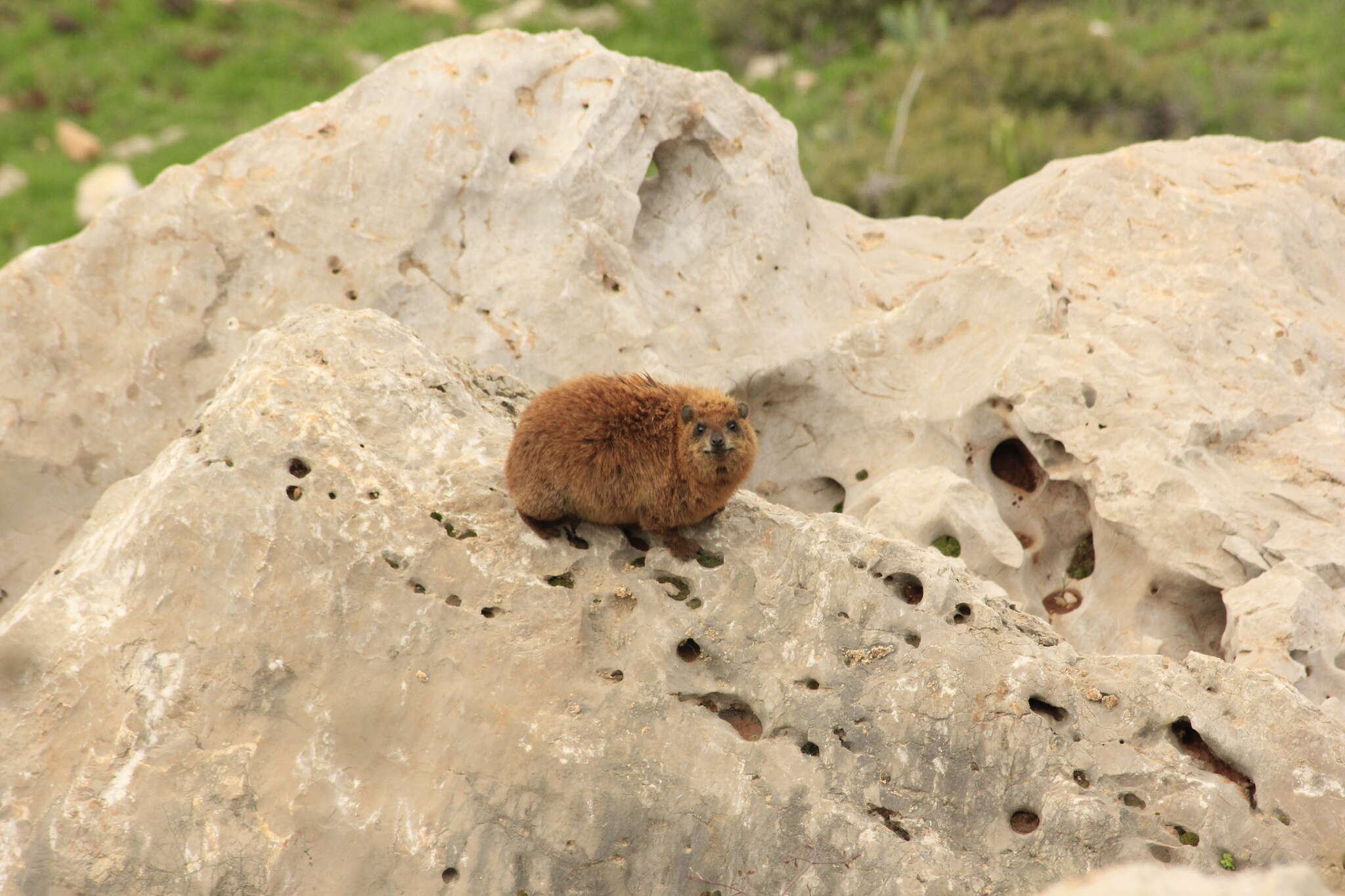 Image of Procavia capensis habessinicus (Hemprich & Ehrenberg 1832)