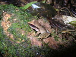 Image of Evergreen Robber Frog