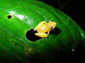 Image of La Loma Robber Frog