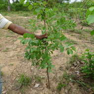 Image de Terminalia engleri Gere & Boatwr.