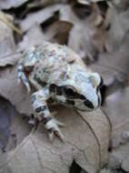 Image of Strecker's Chorus Frog