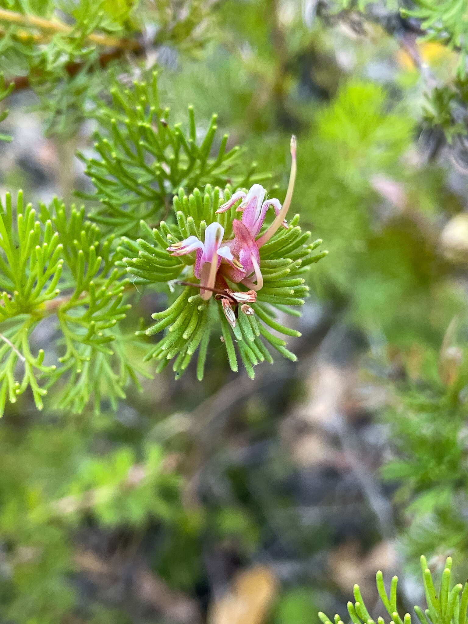 Image of Adenanthos meisneri Lehm.