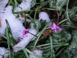 Image of Cyclamen coum Miller