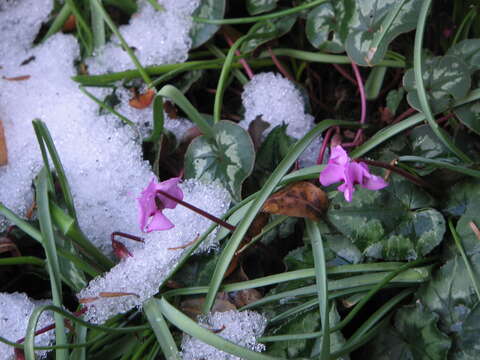 Image of Cyclamen coum Miller