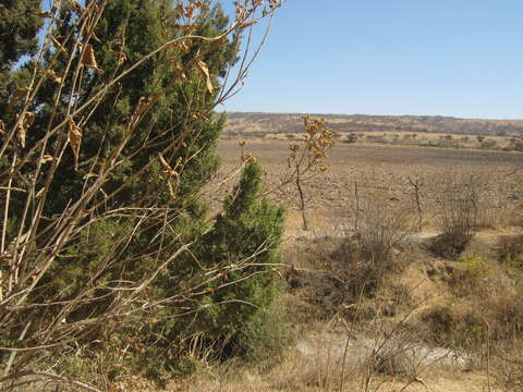 Image of redberry juniper