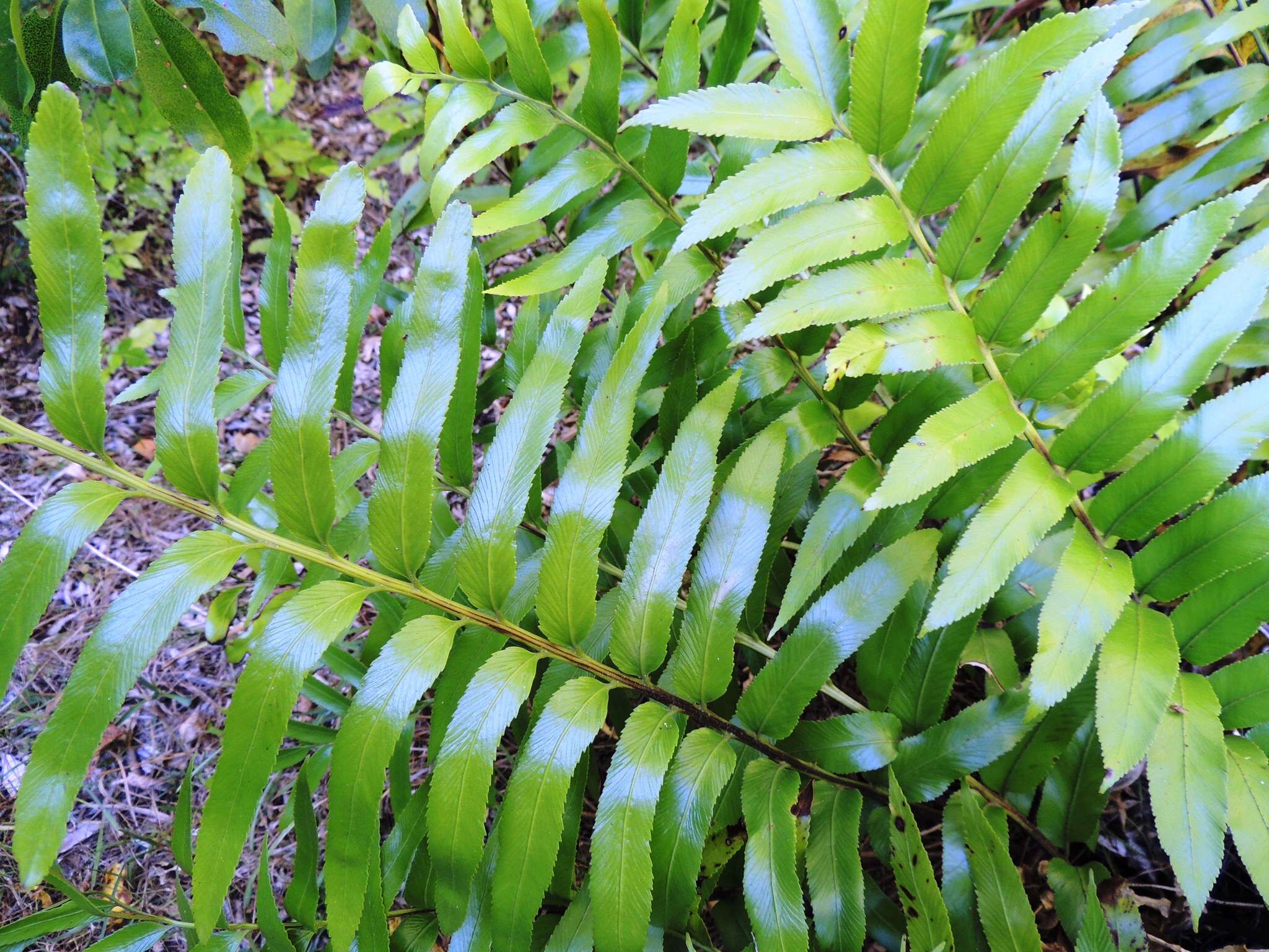 Image of Asplenium oblongifolium Col.