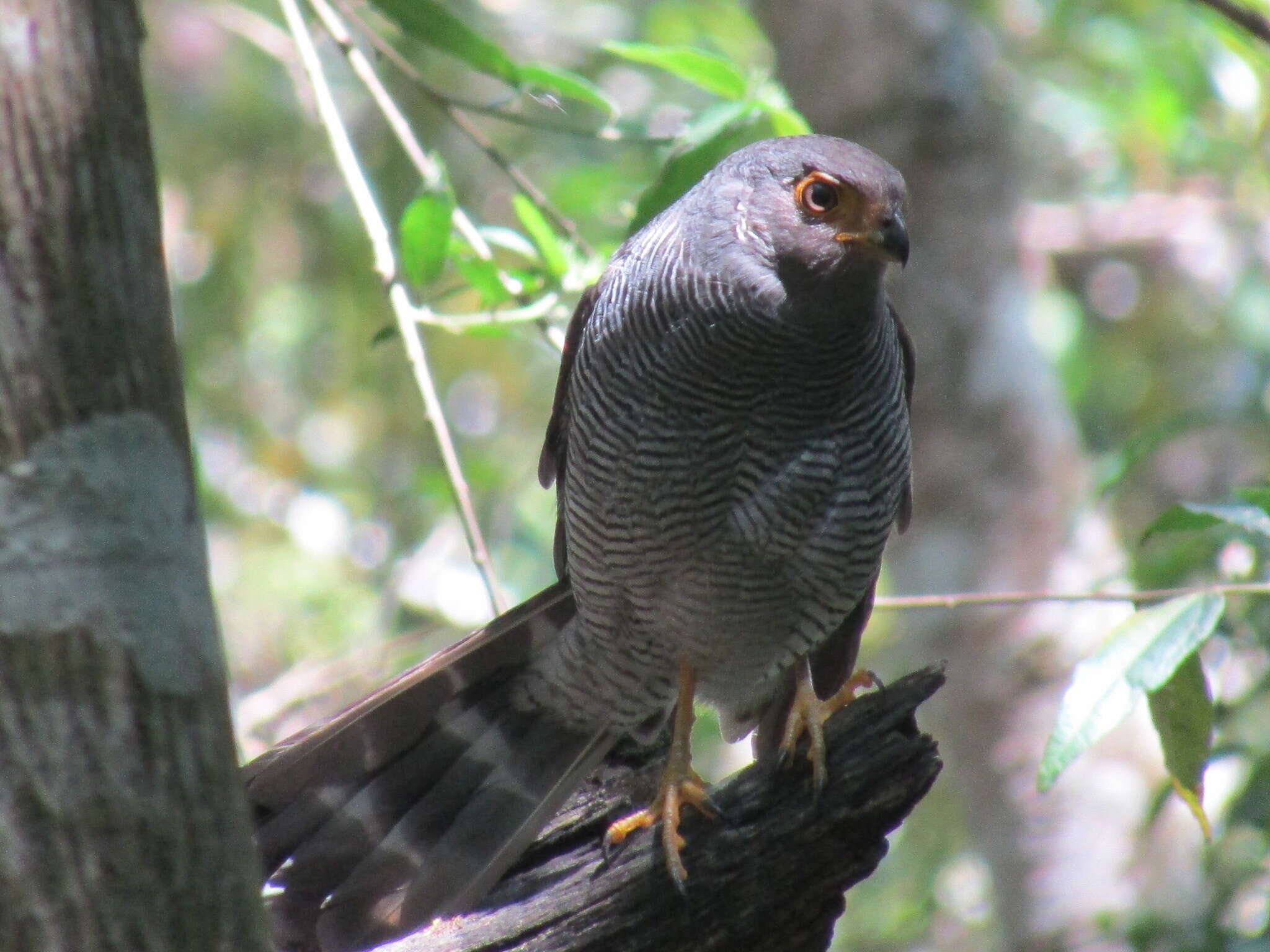 Image of Barred Forest Falcon