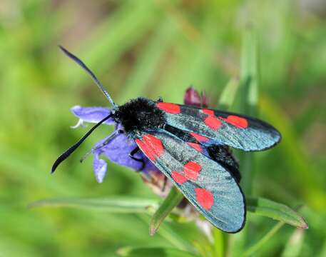 Image of Zygaena lonicerae Scheven 1777