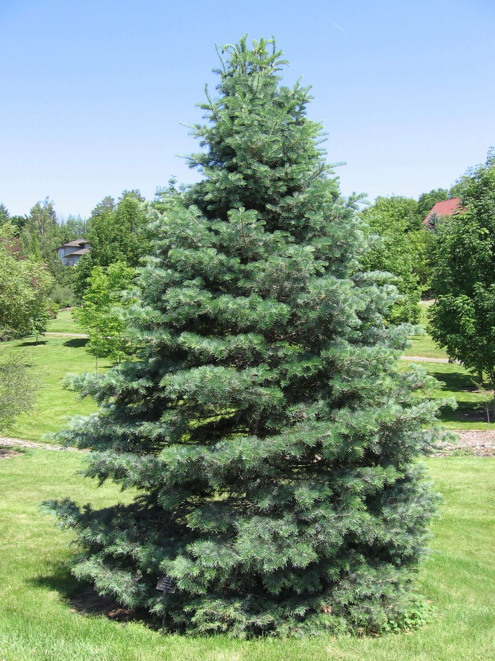 Image of white fir