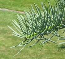 Image of white fir