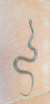 Image of Italian Aesculapian Snake