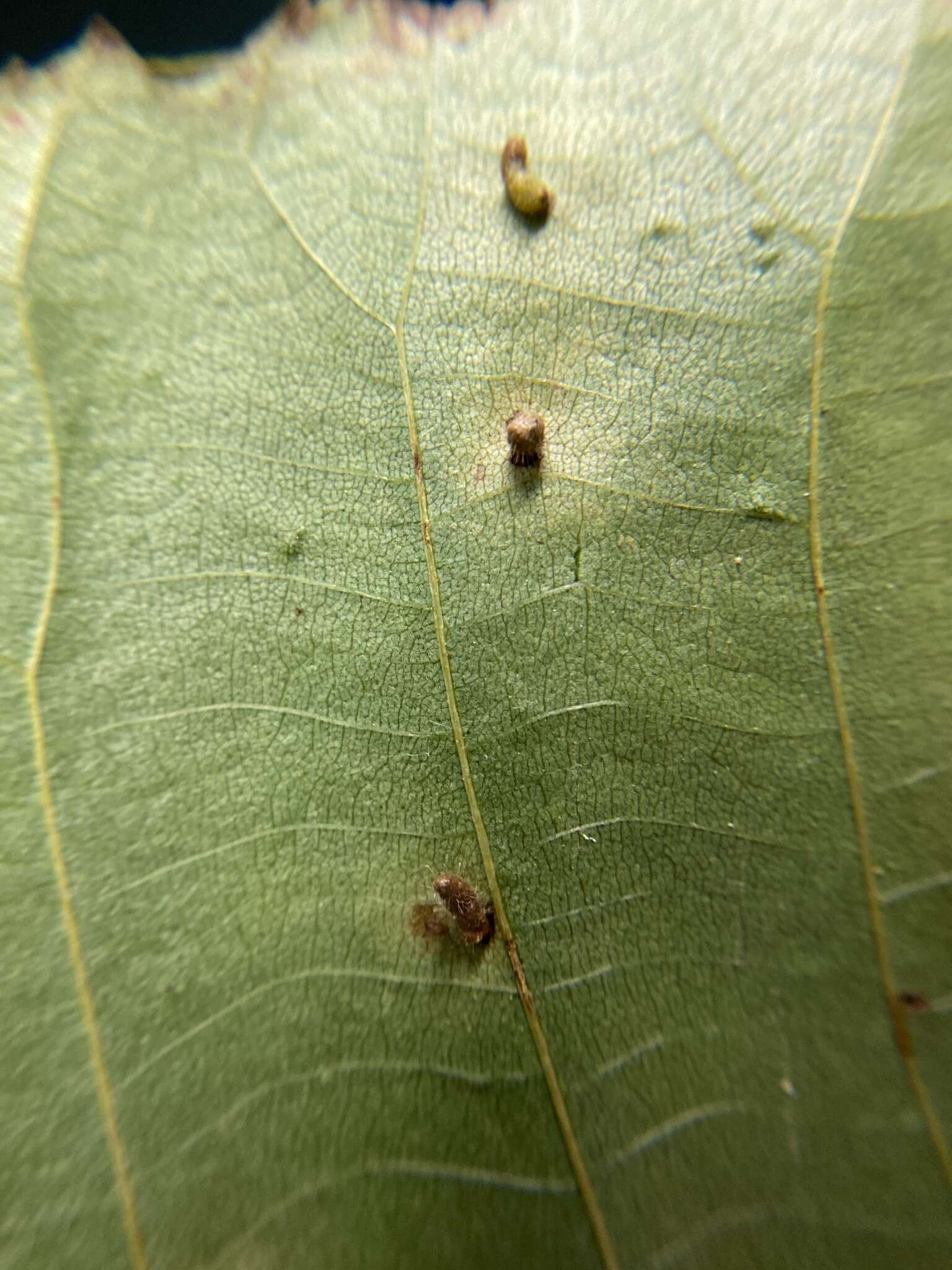 Image of Contarinia cucumata Gagne 2008