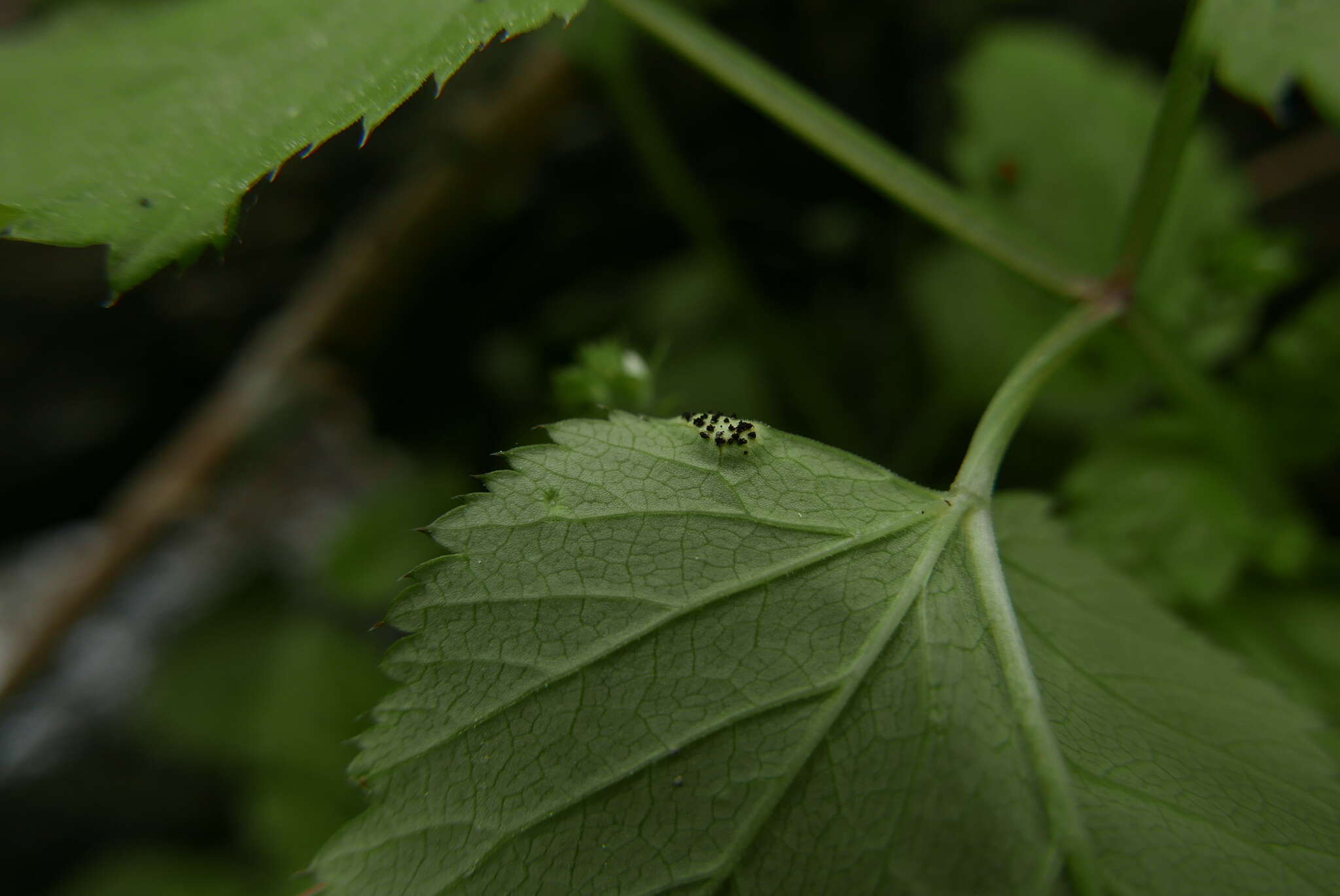 Image of Puccinia aegopodii (Schumach.) Link 1817