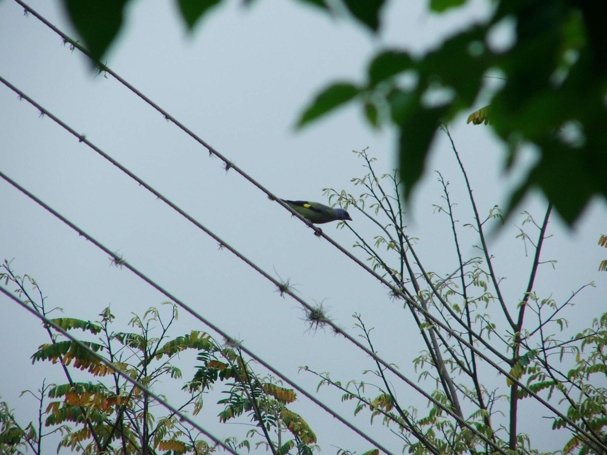 Image of Yellow-winged Tanager