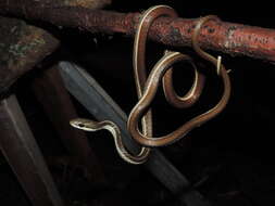 صورة Dendrelaphis subocularis (Boulenger 1888)