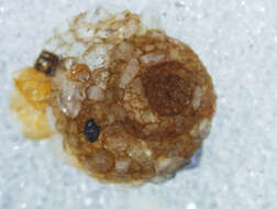 Image of snail-case caddisflies