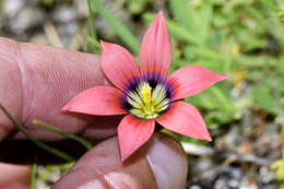 Image of Romulea obscura var. obscura