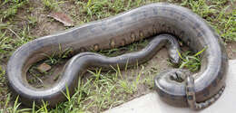 Image of Green anaconda