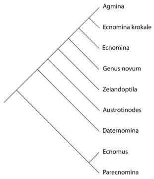 Image of Ecnomidae