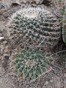 Image of little nipple cactus