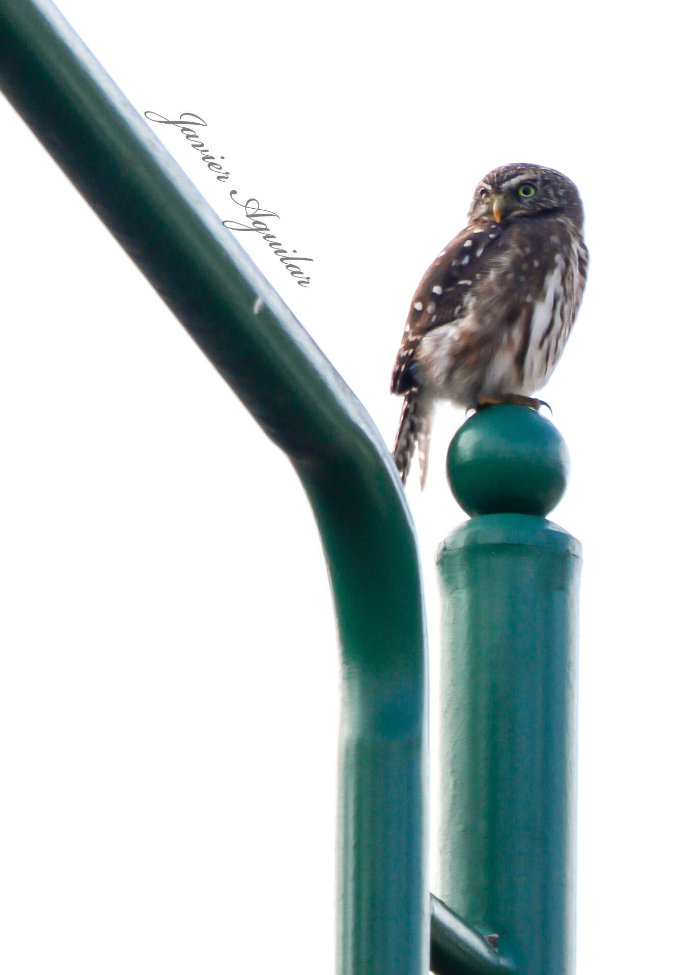 Plancia ëd Glaucidium peruanum König & C 1991