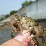 Image of Hemigrapsus penicillatus