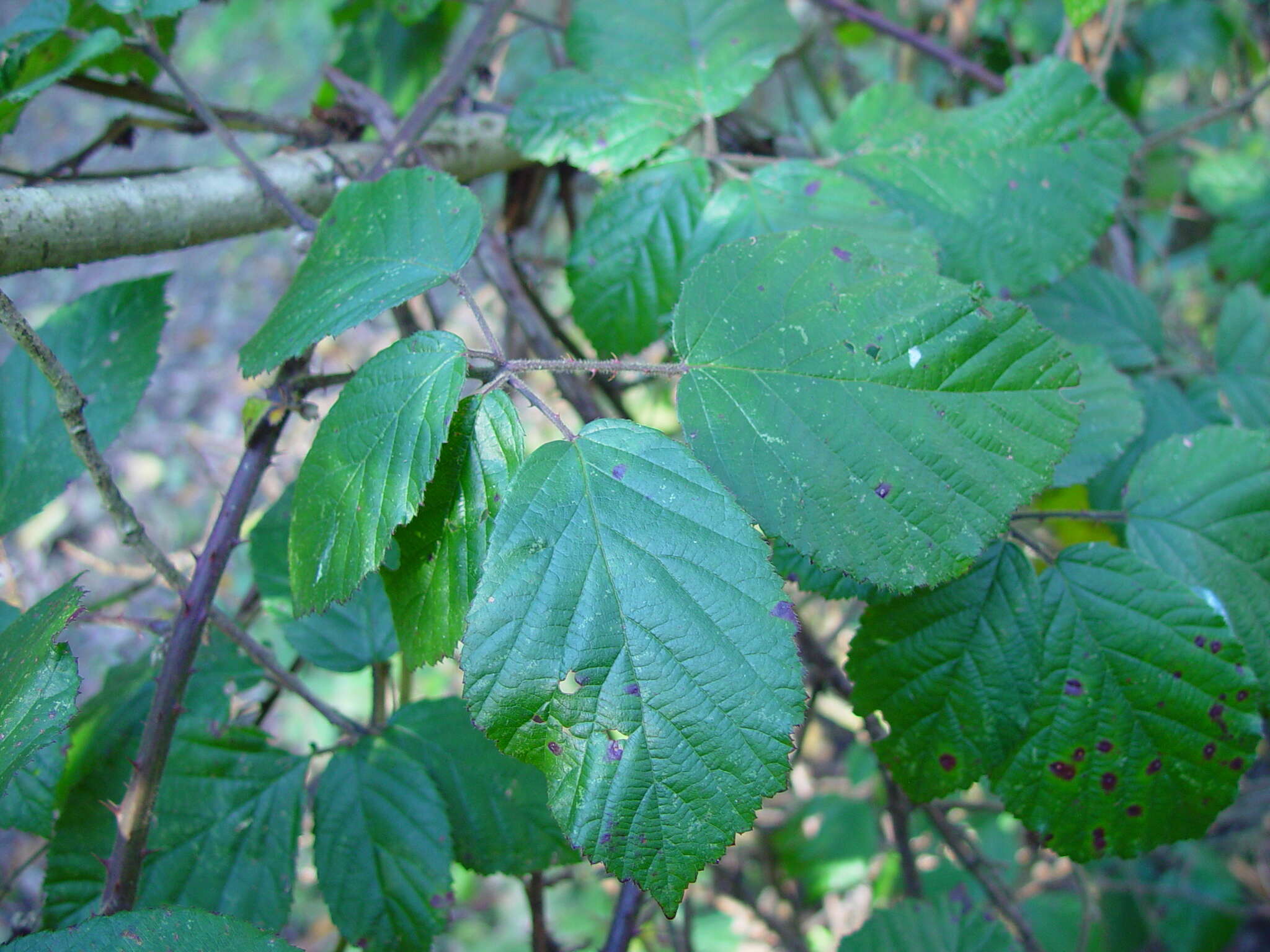 Image of Rubus anisacanthos G. Braun