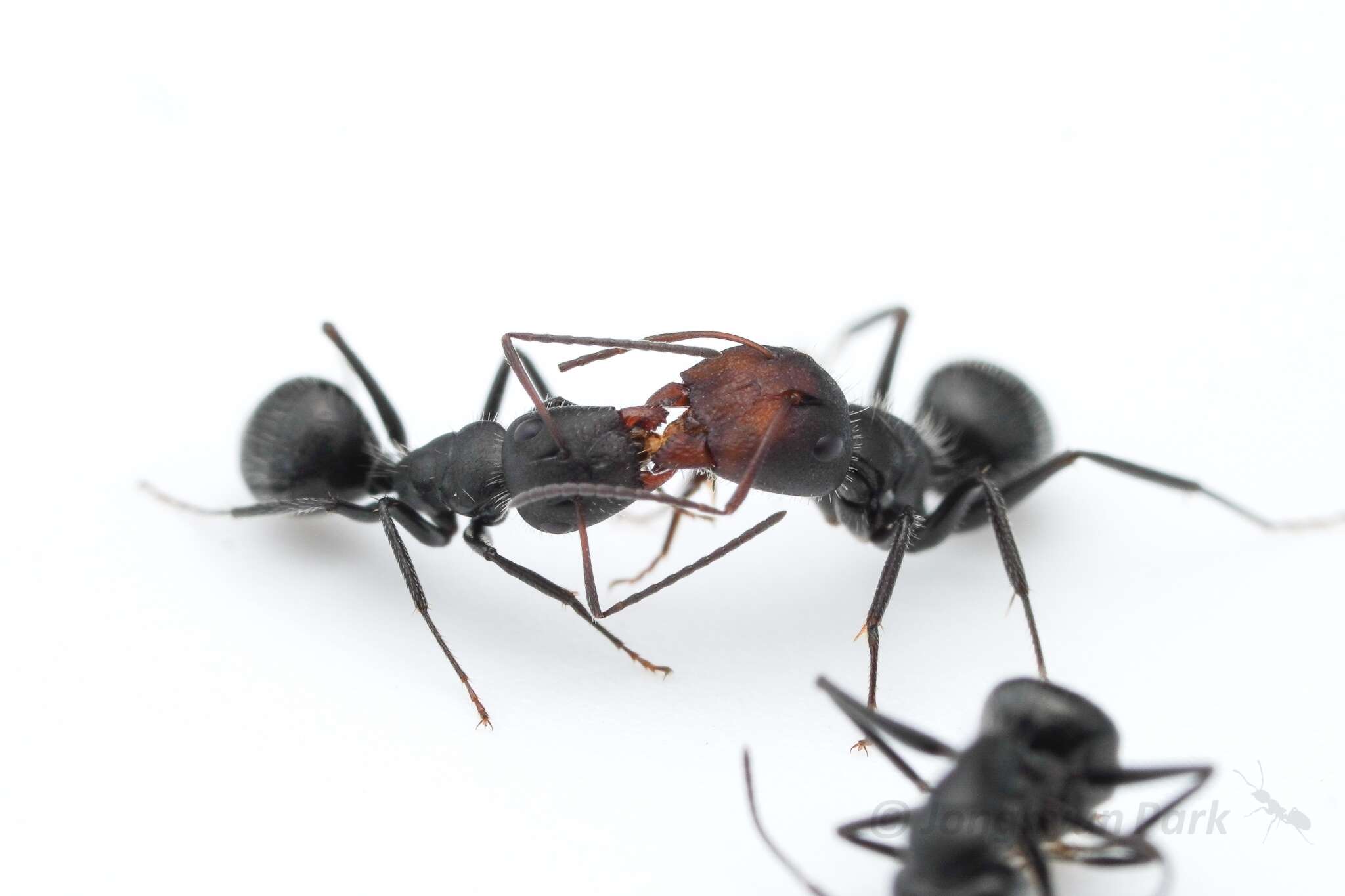 صورة Camponotus ulcerosus Wheeler 1910