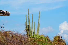 Image of Cephalocereus nudus