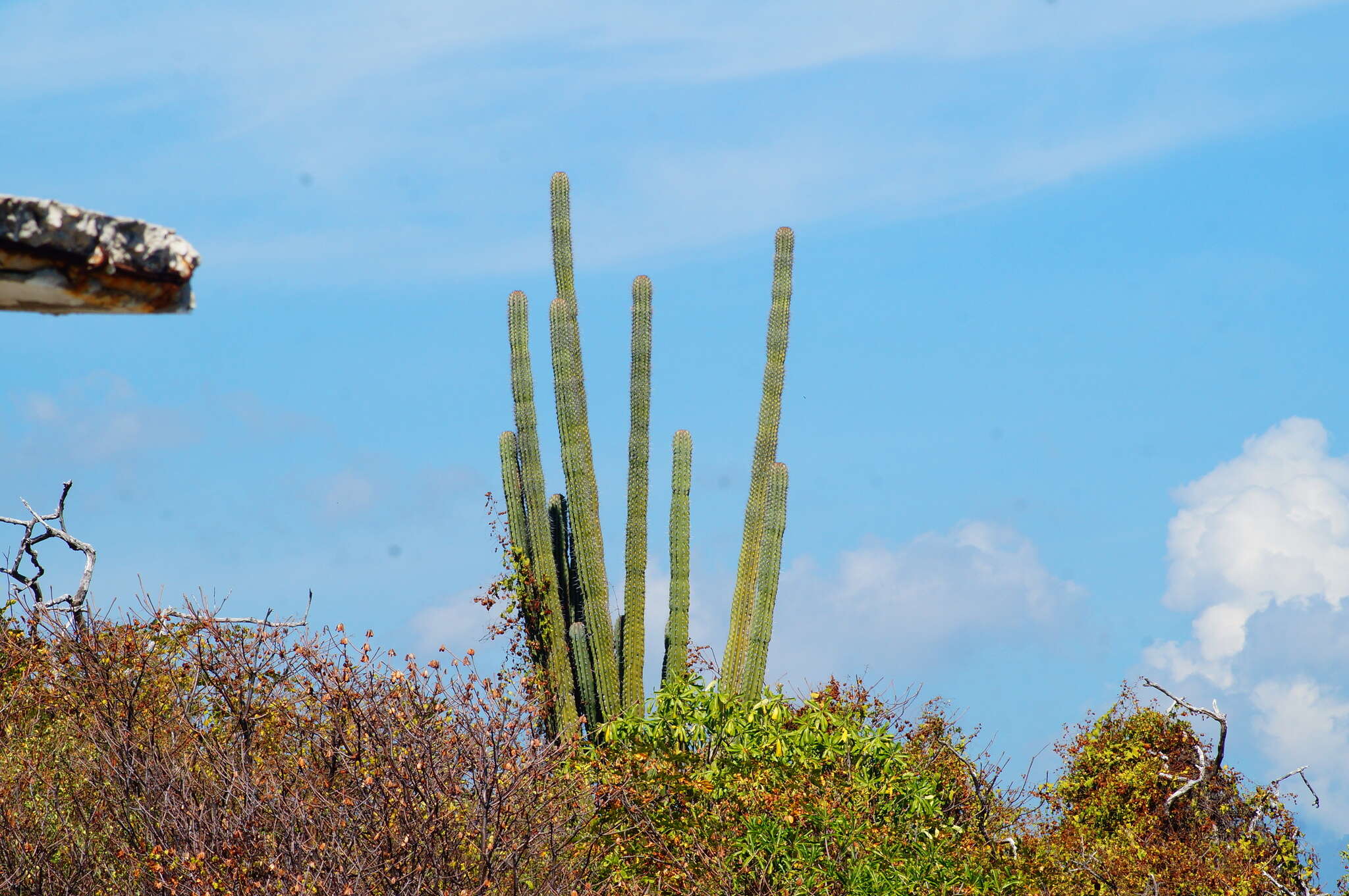 Image of Cephalocereus nudus