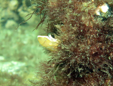 Image of Hit and Run Blenny