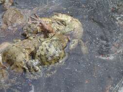 Image of Common Toad