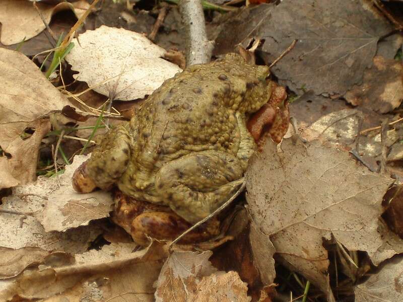 Image of Common Toad