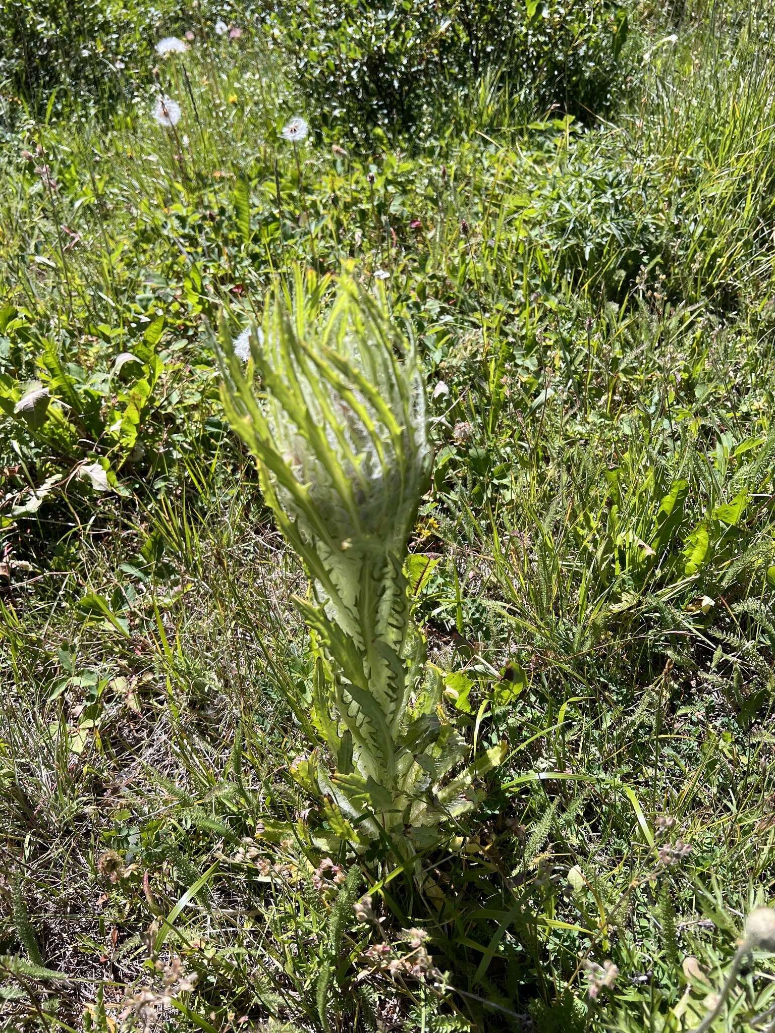 Image of Elk Thistle