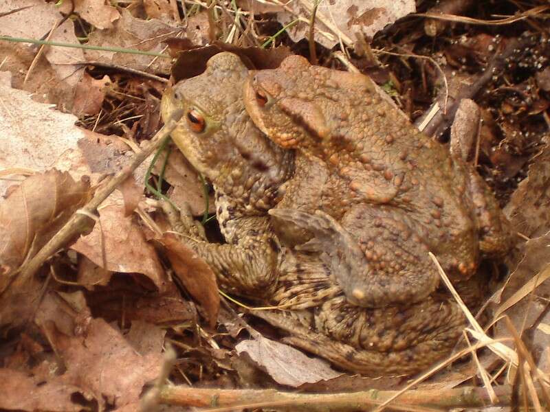 Image of Common Toad