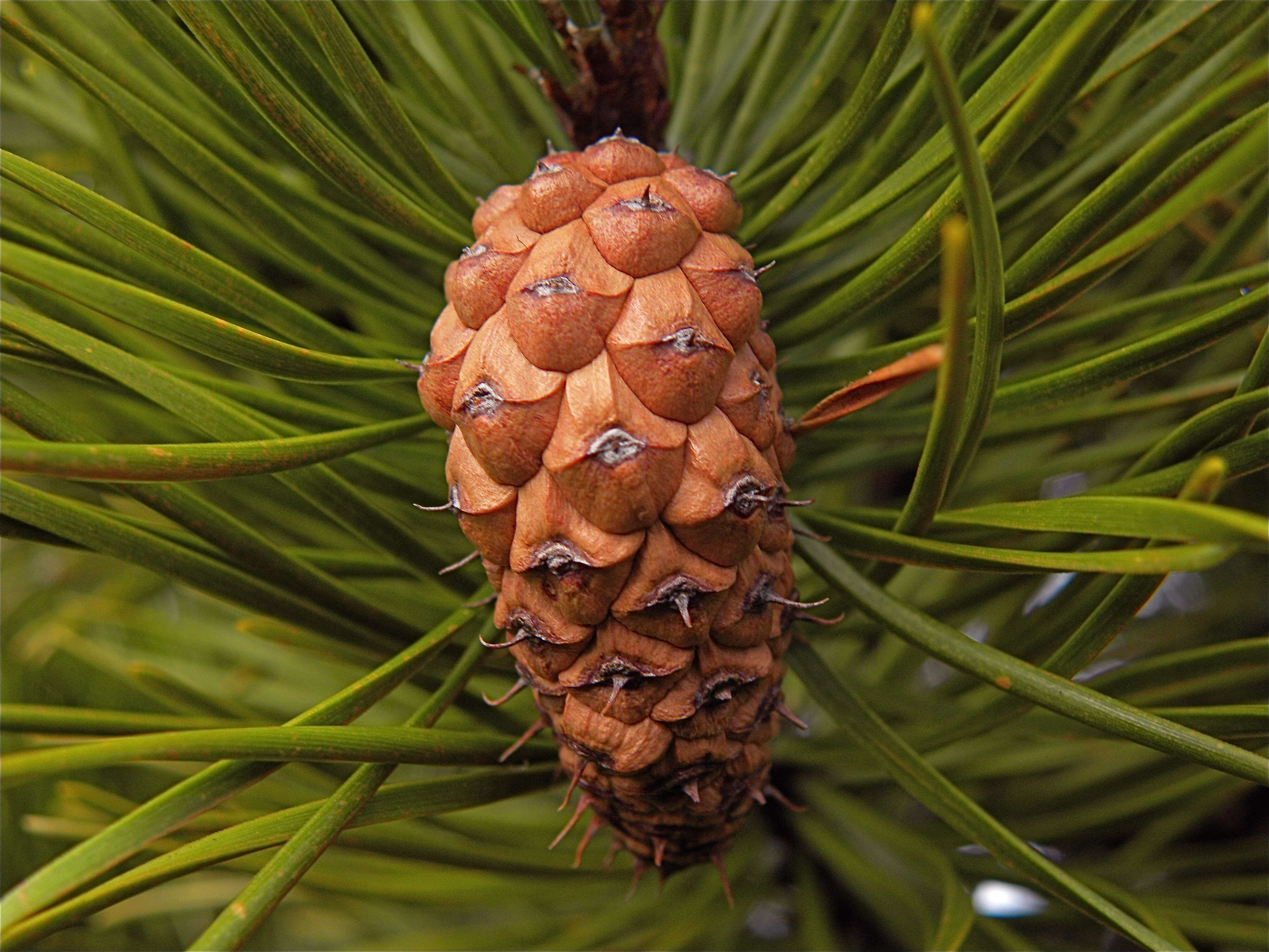 Imagem de Pinus contorta Douglas ex Loudon