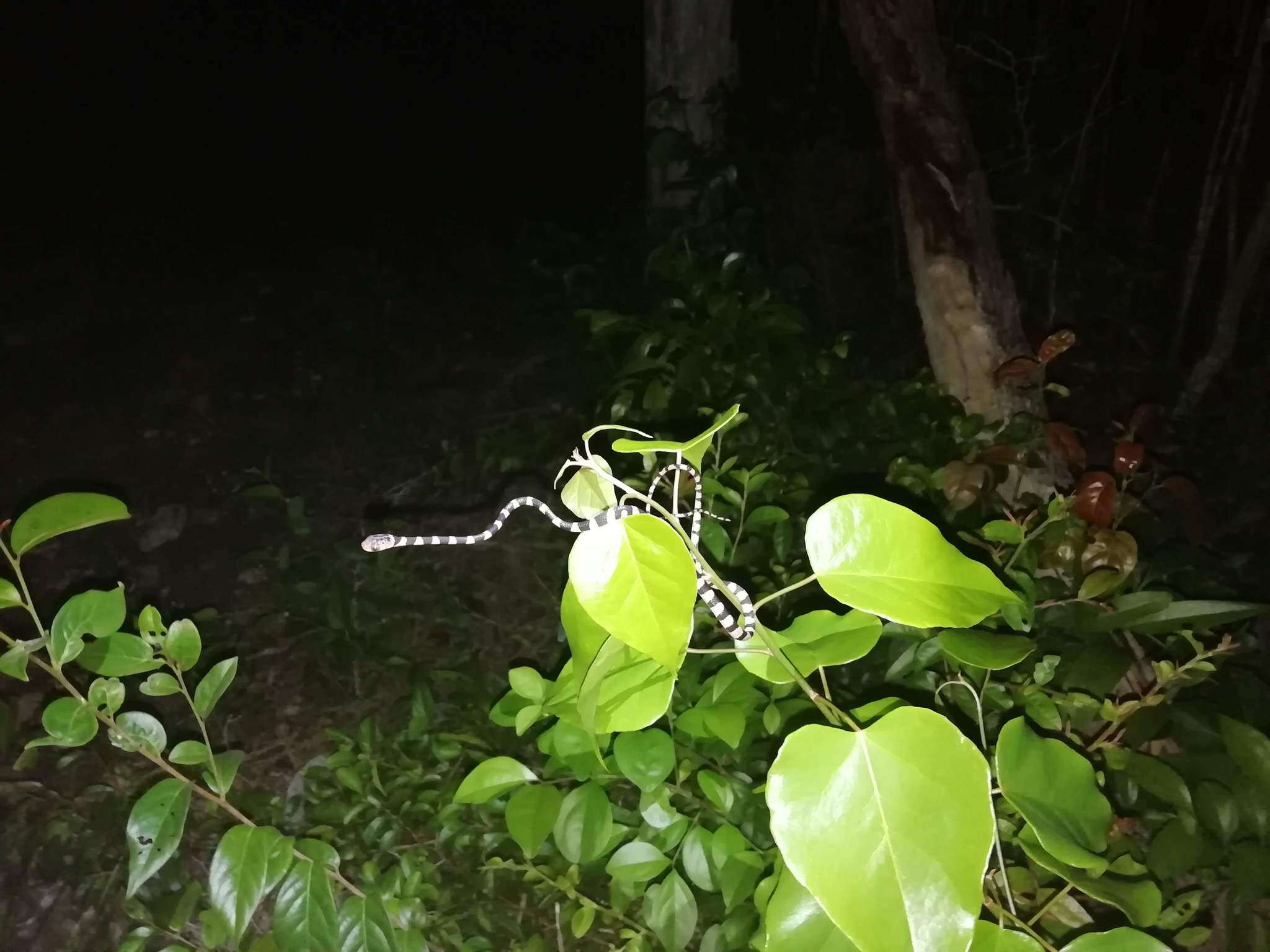 Image of Yucatán Blunthead Snake